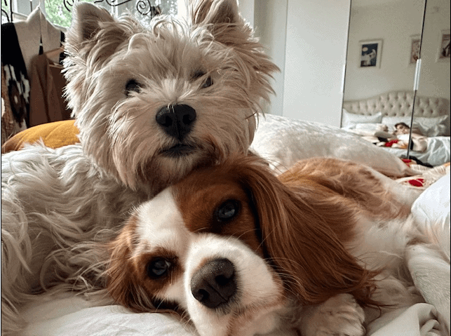 Gidget and Ginger snuggling together while waiting for pet transport to their new home.