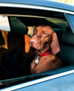 Brown dog with a red collar looking out a car window, symbolizing pet ground transportation with WorldCare Pet