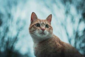 Orange cat looking into the distance during travel with dark scenic background.
