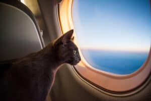 Black cat traveling in airplane cabin, looking out window during pet flight nanny service.