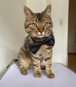 Dimitri, a brown, white, and black European Shorthair cat, posing in a black bowtie.