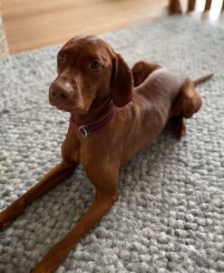 Henry, a brown Hungarian Vizsla dog, lying on a grey carpet.