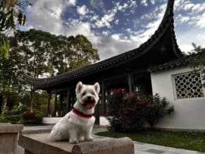 White dog with red collar waiting calmly on a bench outside a home before transport.