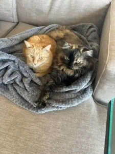 Cozy pair of cats snuggling in a grey blanket on a couch.