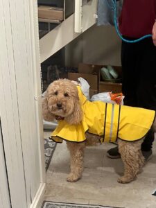 Zoey, a Goldendoodle in a yellow raincoat, safely transported from the USA to Australia by WorldCare Pet Transport.