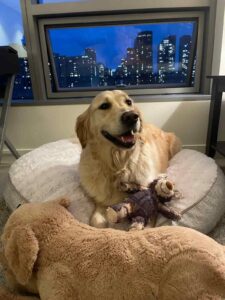 Ralphie, a dog we moved from the UK to the USA, sitting comfortably in his bed surrounded by his favorite toys.
