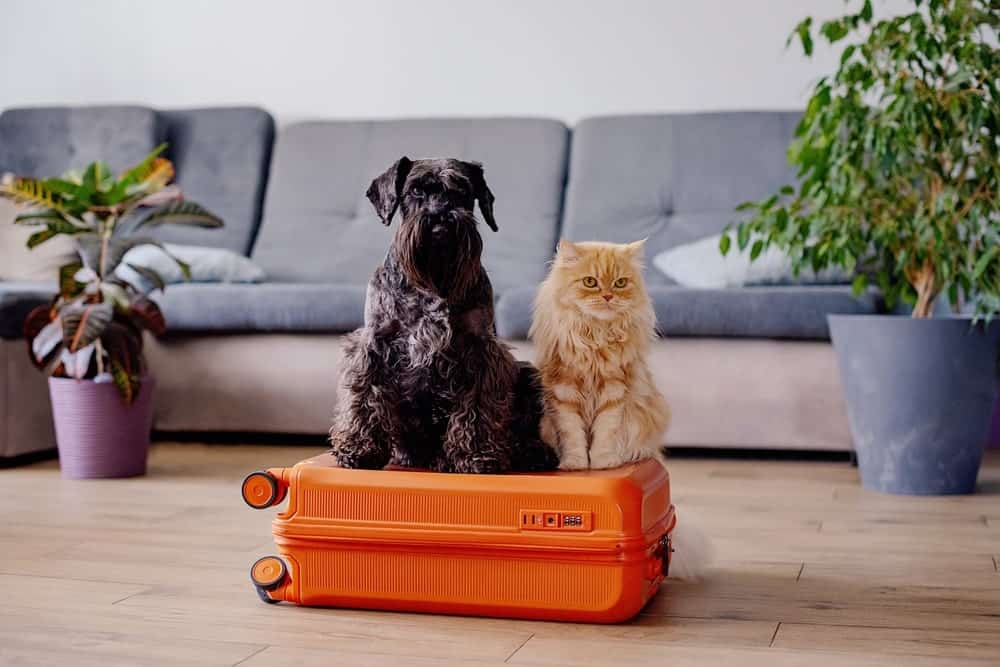 Brown dog and orange cat sitting together on an orange suitcase, ready for international pet relocation.
