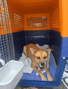 Basil the Husky-Shepherd lying comfortably in her travel crate before her international flight from the US to the UK.