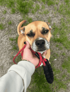 Basil the Husky-Shepherd being gently held by her leash during a walk, showing her calm and trusting expression.