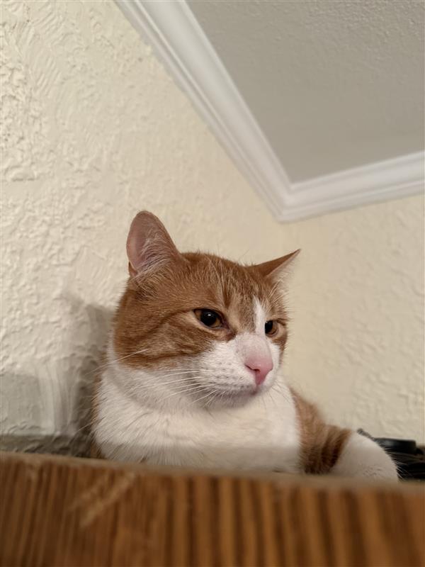 Lucky, an orange cat belonging to Valerie Neyra of WorldCare Pet Transport.