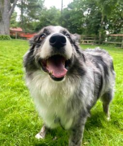 Thor, a happy Australian Shepherd, posing before his pet relocation to Switzerland.