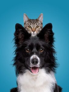 Border Collie and tabby cat together — pet relocation blog image.