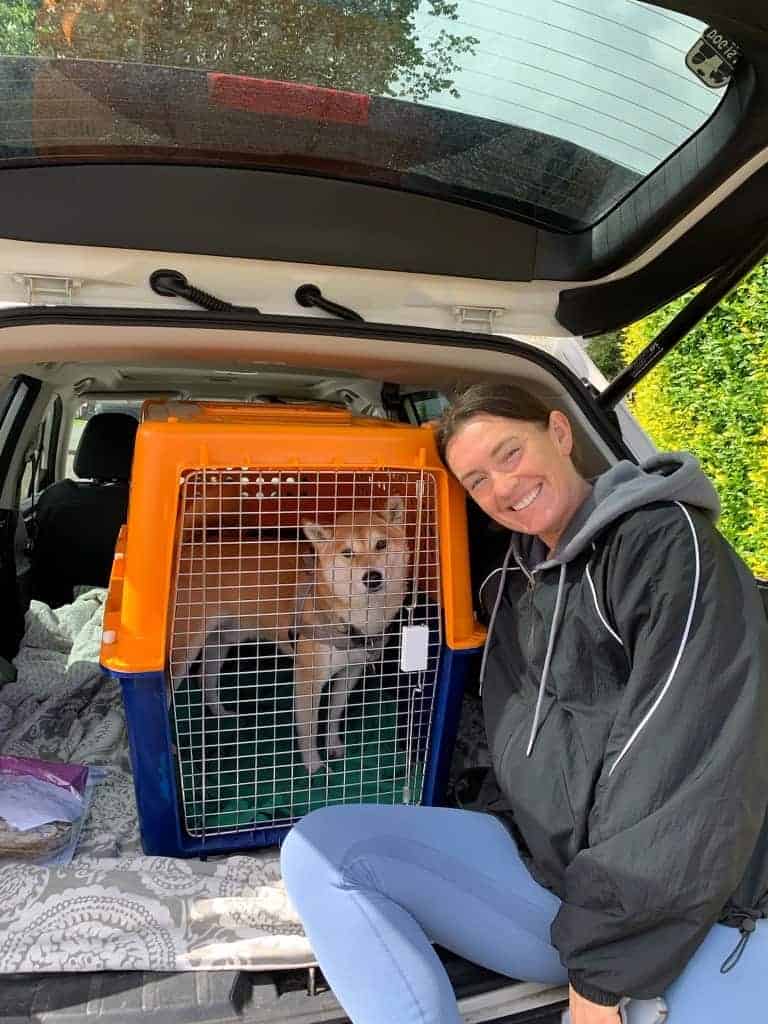 Shiba Inu ‘Kuma’ in a hard-sided travel crate in the back of an SUV, with a smiling pet parent beside the crate.