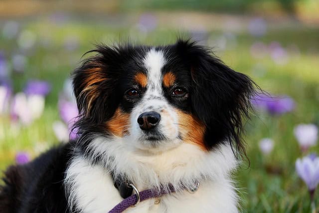Tri-color Australian Shepherd sitting in a field of purple flowers, looking at the camera with a purple leash.