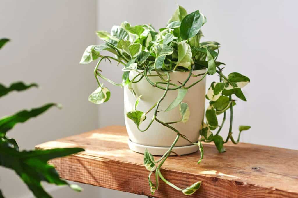 Glacier Pothos