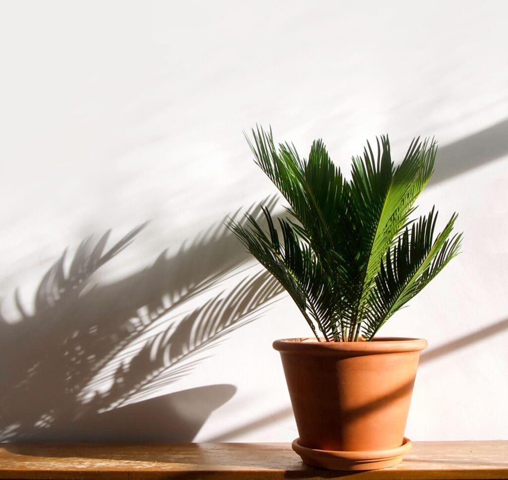 Toxic Plants for Cats and Dogs: 10 Common Houseplants