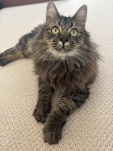 Cat resting comfortably after international flight to Japan — door‑to‑door delivery.