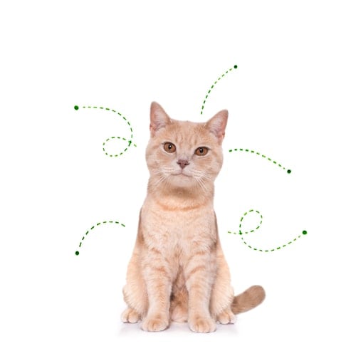 cat kitten considering the problem of tick insects and fleas , close to scratch its skin or fur , isolated on white background