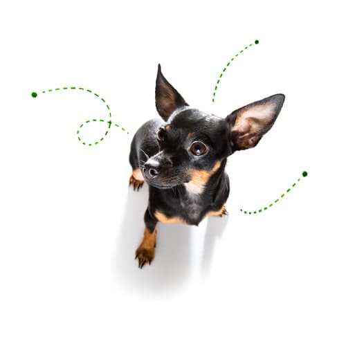 prague ratter dog considering the problem of tick insects and fleas , close to scratch its skin or fur , isolated on white background