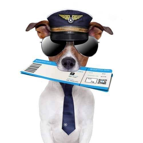 Dog dressed as an airline pilot wearing aviator sunglasses, holding a boarding pass.