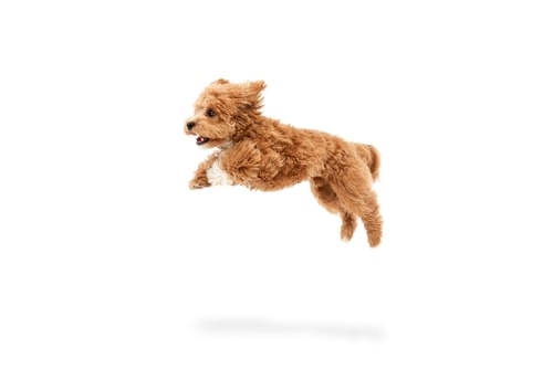 Carefree doggy. Portrait of cute joyful animal, Maltipoo with red fur jumping in motion isolated over white background. Pet looks healthy and happy.