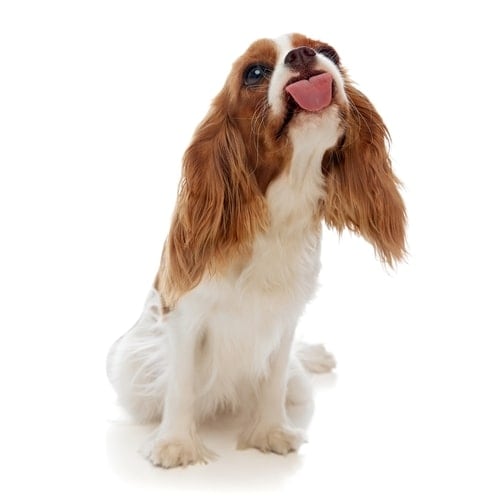 Funny, adorable purebred dog, Cavalier King Charles Spaniel sitting and licking with tongue sticking out isolated on white background.