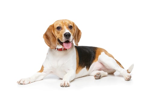 beautiful beagle dog isolated on white background.