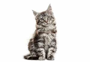 Cute maine coon kitten sitting and looking curious, isolated on white background