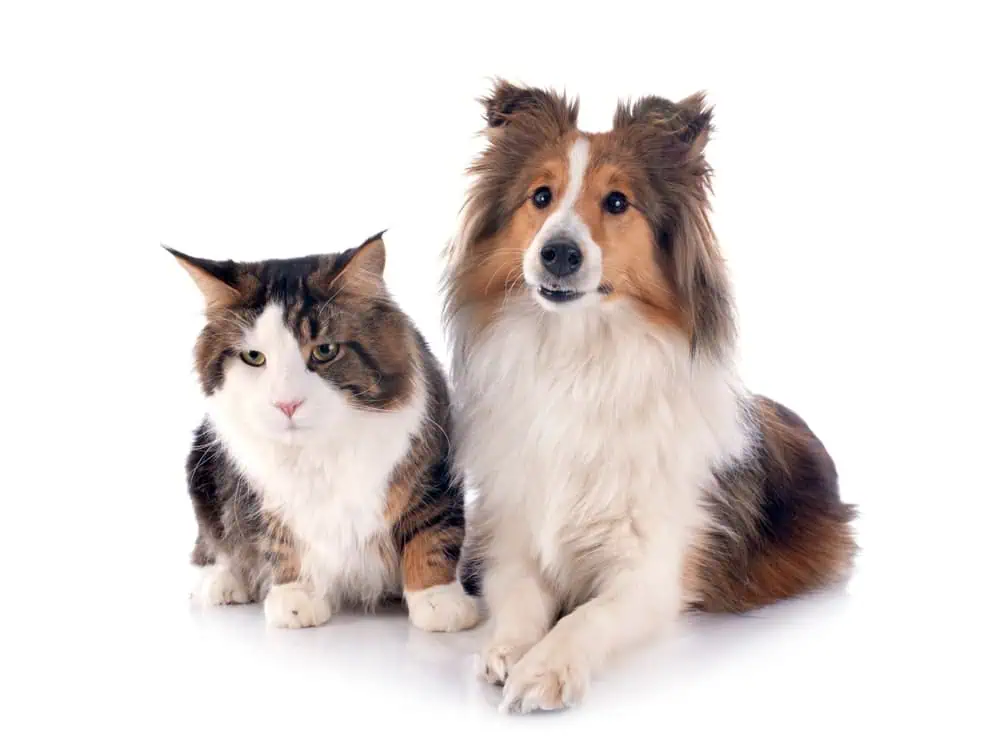 Fluffy cat and dog sitting together on a white background, symbolizing companionship and pet travel readiness.