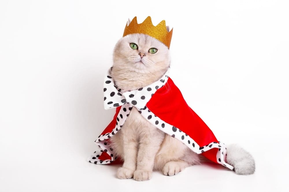 Cat dressed as a king posing against a white background.