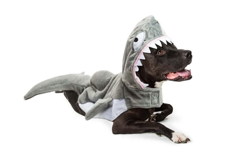 Black dog wearing a shark costume against a white background.