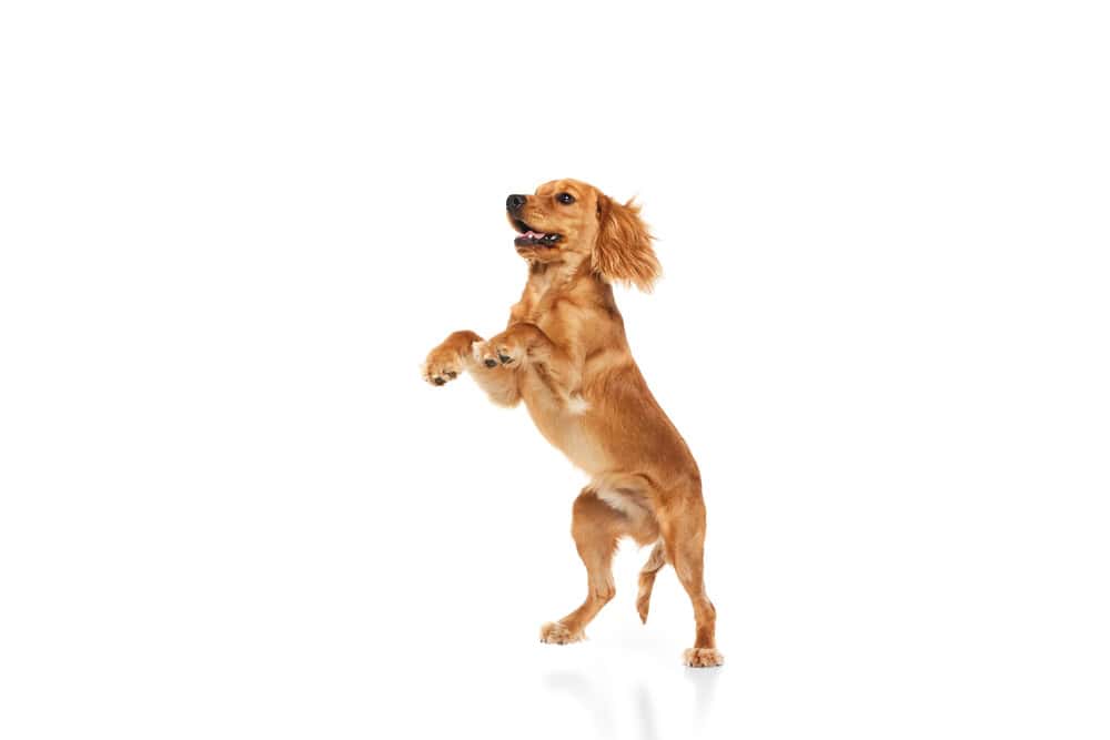 Cute, adorable, purebred dog, English cocker spaniel standing on hind legs and playing isolated on white background