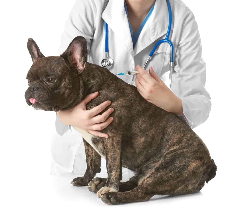 Veterinarian vaccinating dog on white background.