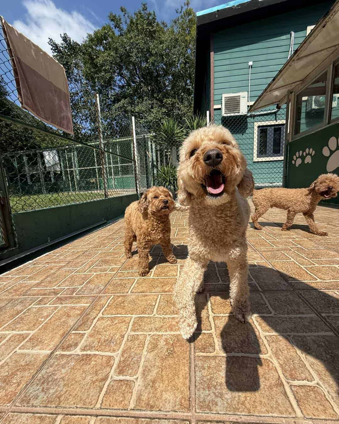 Three happy pups playing outside on a sunny day. The dogs are on a tiled patio near a green building with paw-print decorations. One dog in the front is smiling and walking toward the camera, while the other two are in the background enjoying the open space.