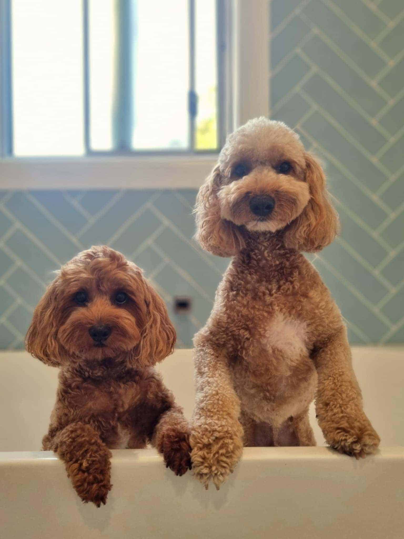 Barney & Milo's door-to-door dog transport handled by the WorldCare Pet team