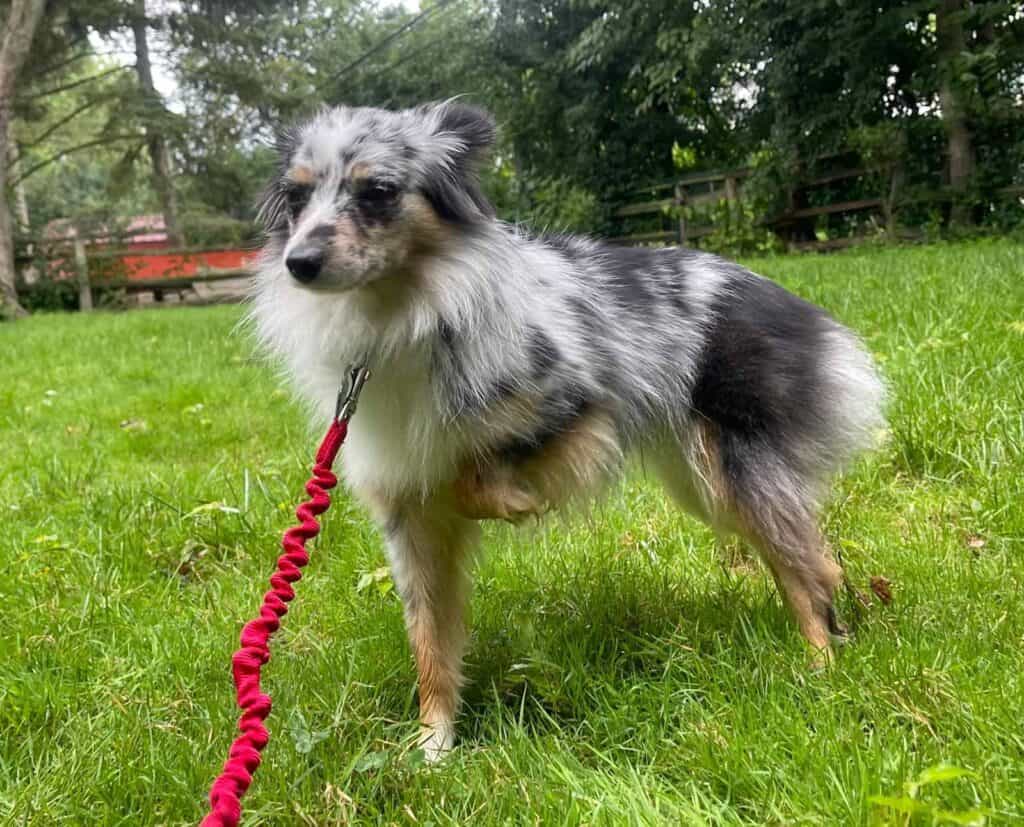 Kiwi the dog, one of Red’s brothers, preparing for relocation from the USA to Spain with WorldCare Pet Transport.