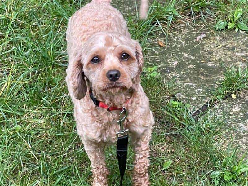 Red, a dog we transported from the USA to Spain with his two brothers at WorldCare Pet Transport