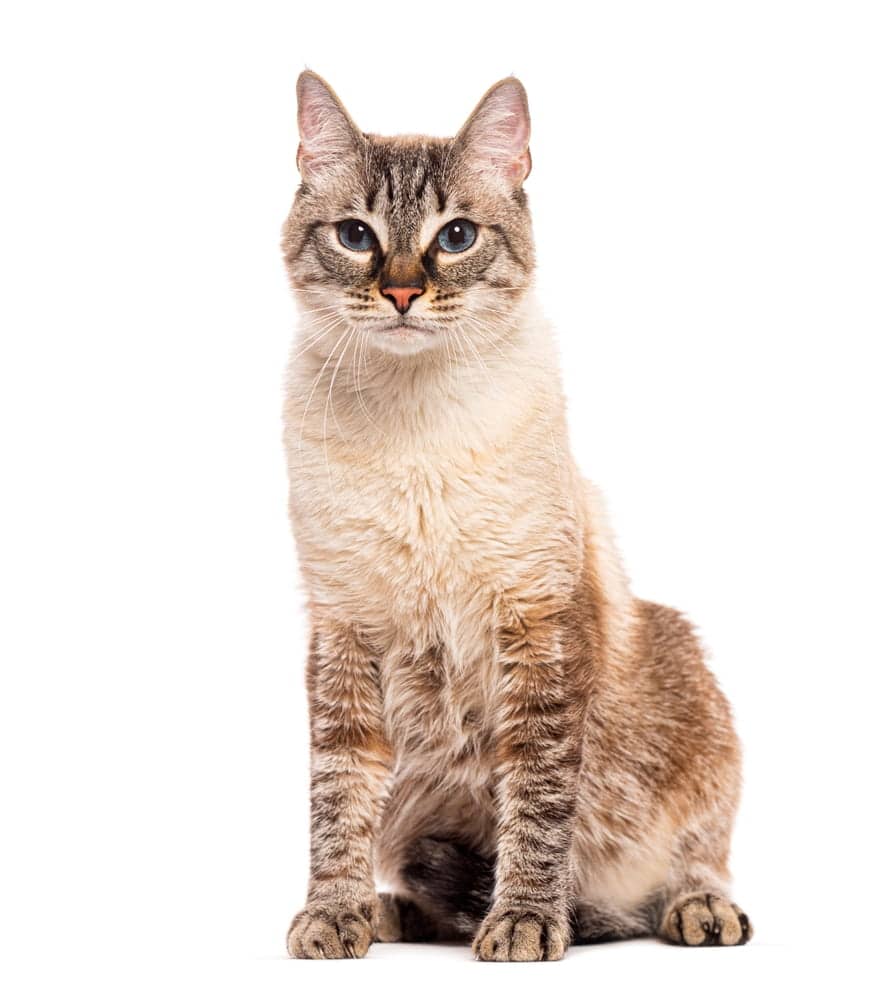 Crossbreed domestic cat sitting and looking at camera on white background.