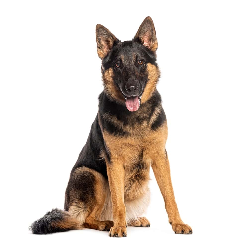 Adult German shepherd dog sitting and panting, looking at the camera.