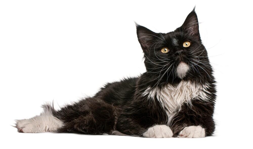Beautiful black and white maine coon cat resting on a white background.