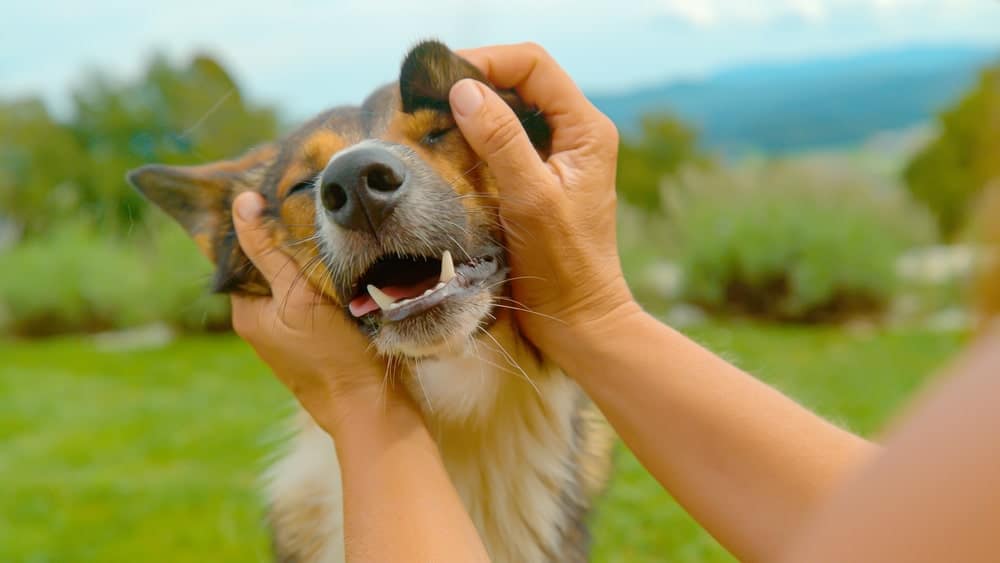 Happy dog enjoying gentle face rubs from their owner outdoors in a green, sunny landscape.