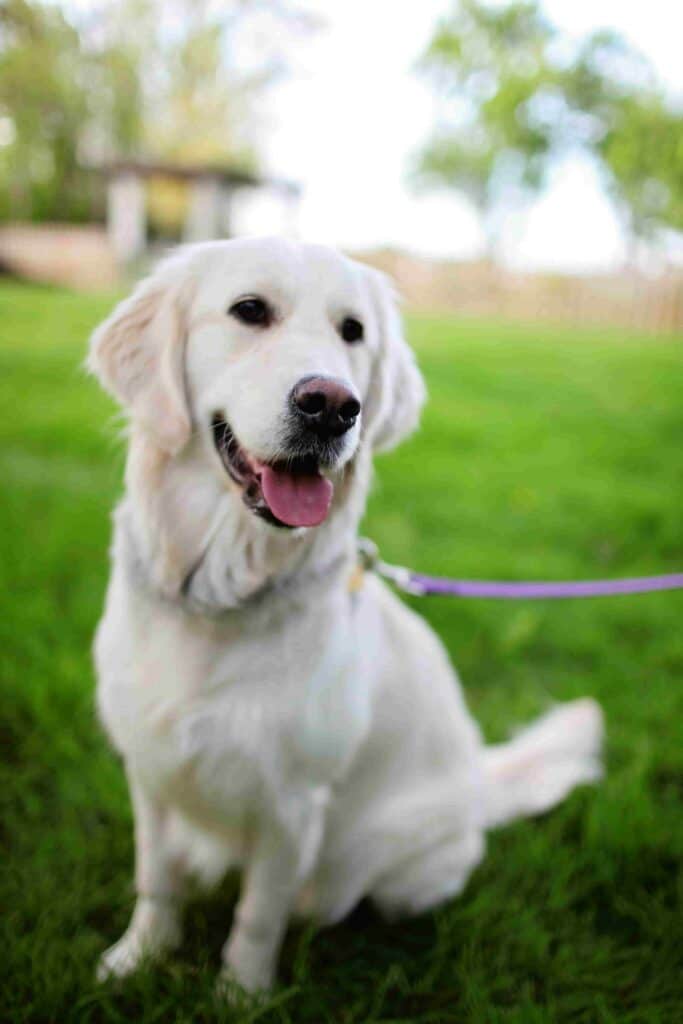 Smiling retriever on a leash sitting in a grassy field with trees in the background.