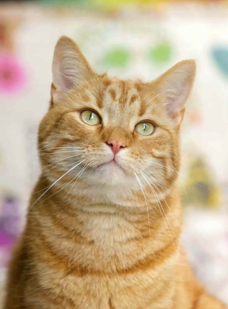 Orange tabby cat with green eyes, representing planning a safe pet move and relocation timeline.