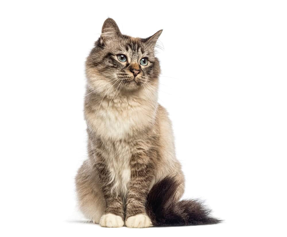 Long-haired tabby cat sitting on a white background, representing cat transport from the USA to Australia.