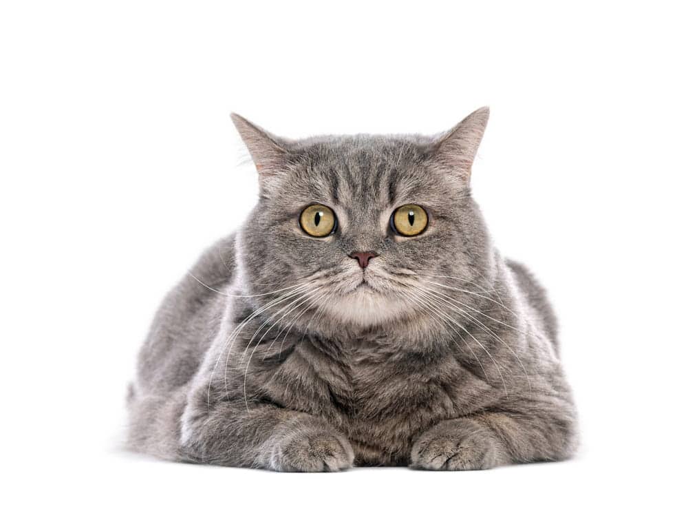 Gray cat lying on a white background, representing USA to Australia cat relocation planning.