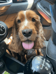 Close-up of Frida, a cocker spaniel, sitting in a car with her tongue out while traveling to the next step of her move
