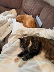 Two cats napping on a couch covered with white blankets—one tabby with white paws in the foreground and an orange fluffy cat curled up in the back.
