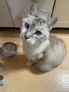 Light gray, blue-eyed cat sitting on a kitchen floor beside a metal bowl with wet food, looking up at the camera.