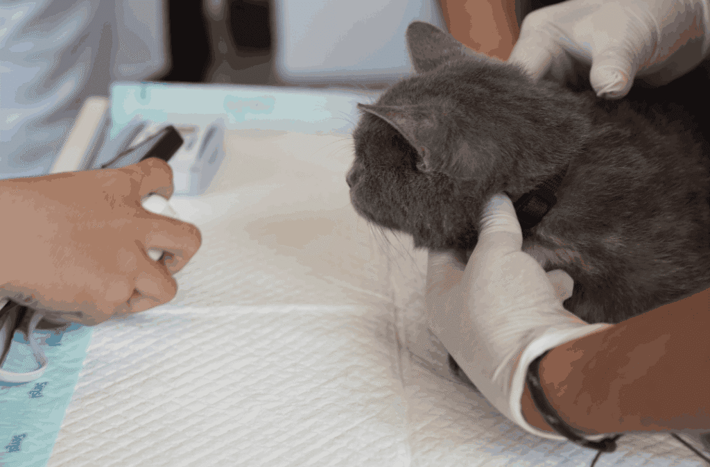 Veterinarian scanning a cat’s microchip during a pre-travel health check.