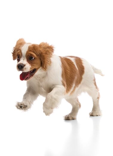 Small brown and white dog running on a white background for a dog relocation guide.
